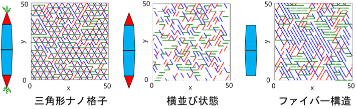 図5 二束ファイバーの透過型電子顕微鏡図と結晶構造の比較 