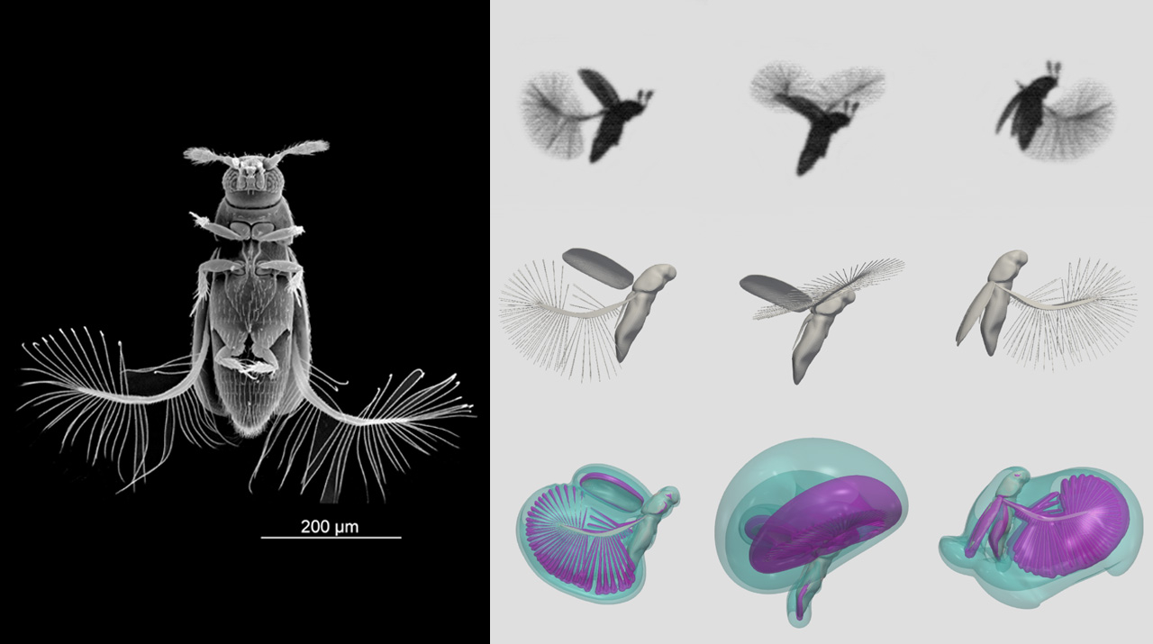 最小羽毛昆虫は羽毛状の翅 はね でどう飛ぶのか 体長約0 4 Mmの昆虫に潜む究極の飛行デザイン 東工大ニュース 東京工業大学