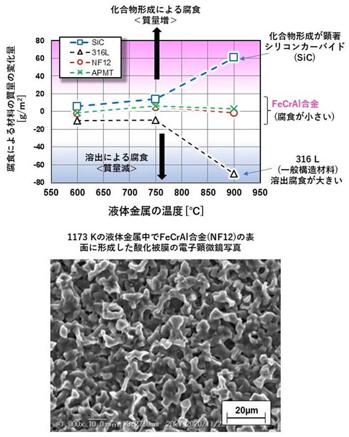 図2 液体金属中で優れた耐食性を示すFeCrAl合金とその表面に形成される酸化被膜 