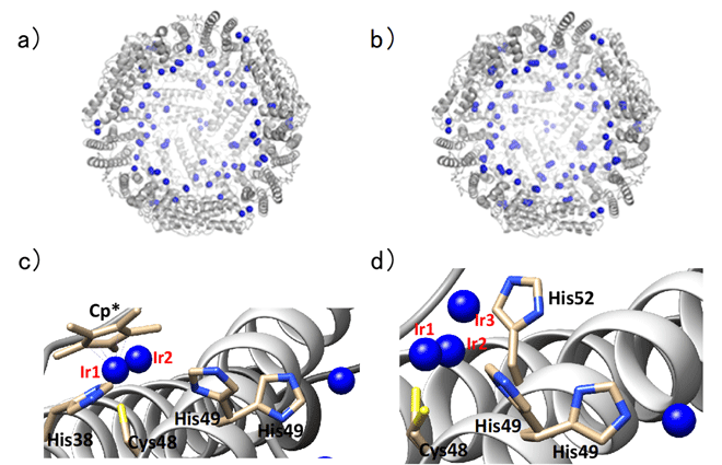 図2. イリジウム錯体がHis38に配位した複合体１とHis52に 配位した複合体2の全体構造（a、b）と結合サイト（c、d）。