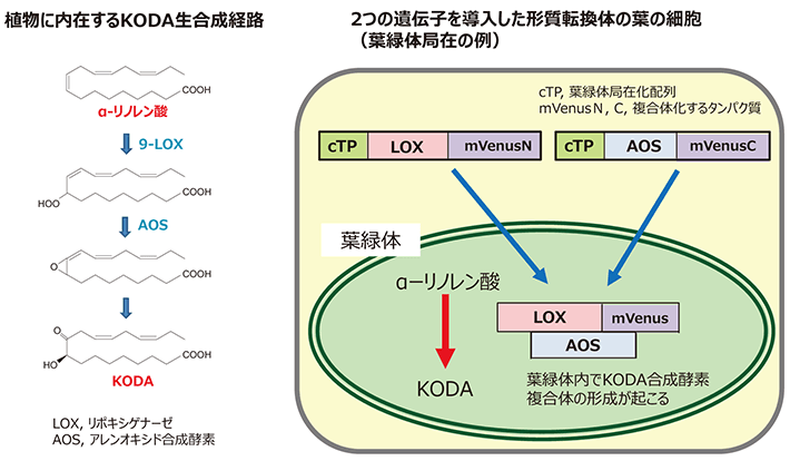 図2 植物におけるKODA生合成経路（左）と葉緑体局在化配列および複合体化配列を付加した9-LOXおよびAOSを発現させたシロイヌナズナ形質転換体の細胞内におけるKODA生成の模式図。（ただし、複合体の形成が必須であるかどうかについては、今後詳細な検討が必要。）