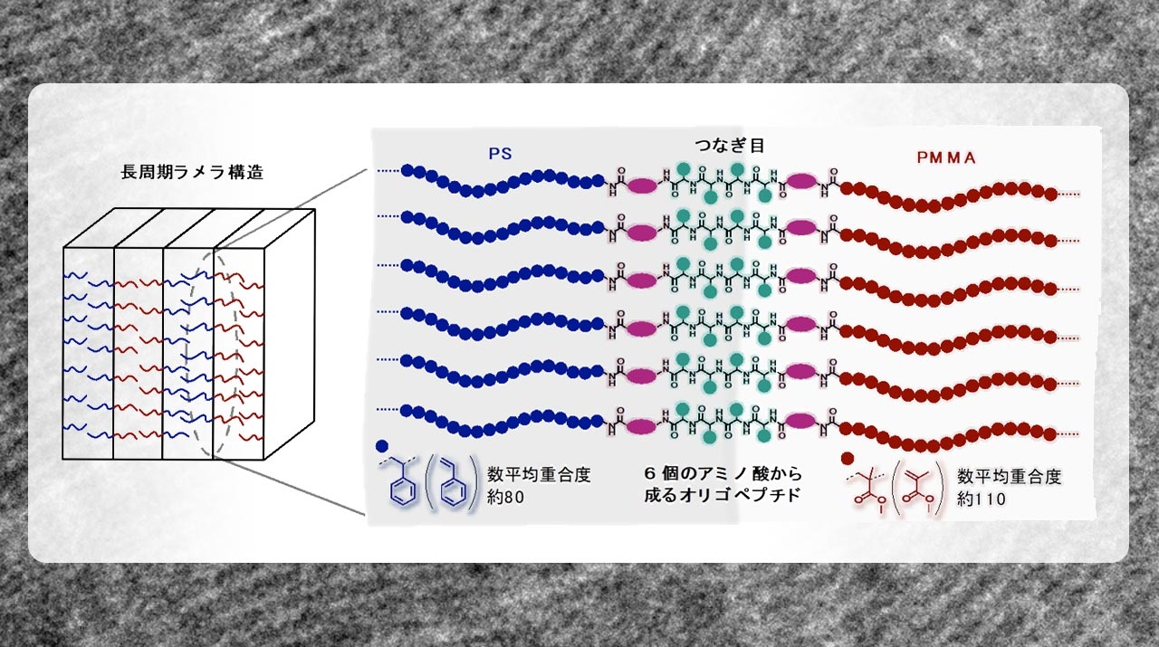 結合した2種高分子間の「つなぎ目」が鍵 半導体の微細加工に貢献