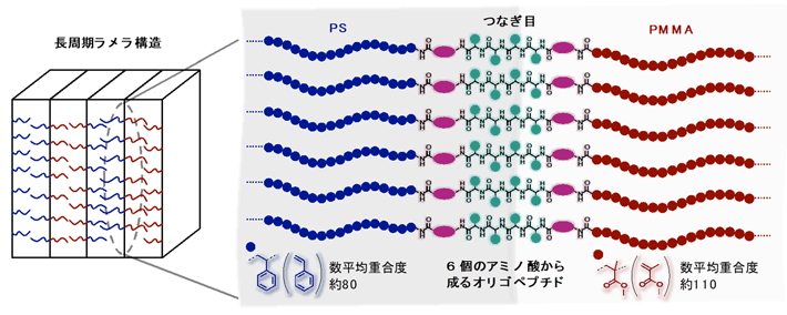 ブロック共重合体のつなぎ目にオリゴペプチドを導入することで低分子量でも長周期ラメラ構造を形成