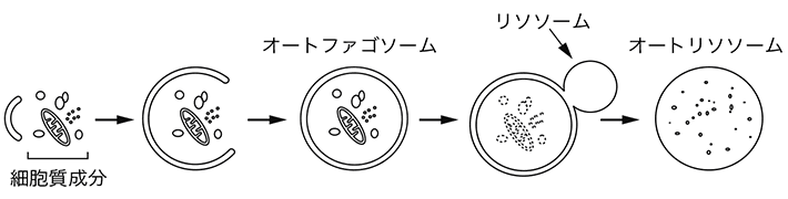 図1 オートファジーの模式図 