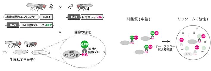 図2 Frankenbodyを利用した解析方法の概要 （左）タンパク質の局在観察に広く用いられる緑色蛍光タンパク質（GFP）をFrankenbodyに付加することにより、目的の組織における目的遺伝子の局在を生細胞において観察することが可能となる。（右）本研究では、Frankenbodyに緑色蛍光タンパク質（GFP）と赤色蛍光タンパク質（mCh）を並列に付加して、目的タンパク質のオートファジーによる分解を解析した。mChはリソソーム内でも発光する一方、GFPは酸性条件下、つまり通常のリソソーム内の環境では発光しない。したがって、mChと比較してGFPの蛍光強度が低下した場合は、目的タンパク質がオートファジーによりリソソームに運ばれて分解されたと判断できる。このように、蛍光タンパク質の特性を利用し、目的タンパク質のオートファジーによる分解を評価することが可能となる。