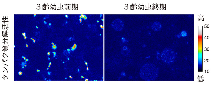 図3 幼虫最終期の脂肪体で見られるリソソーム活性の低下 3齢幼虫の前期（左）で見られる脂肪体のリソソームにおけるタンパク質分解活性が、終期（右）では有意に低下していることが分かる。