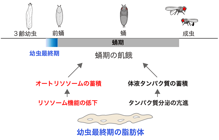 図4 蛹期に備えた脂肪体リソソーム活性の抑制 幼虫最終期の脂肪体では、リソソーム機能が抑制され、オートリソソームが蓄積される。また、この時期の脂肪体は体液中にタンパク質を大量に分泌する。ショウジョウバエは、これらを利用して、蛹期の飢餓を乗り越えていると考えられる。