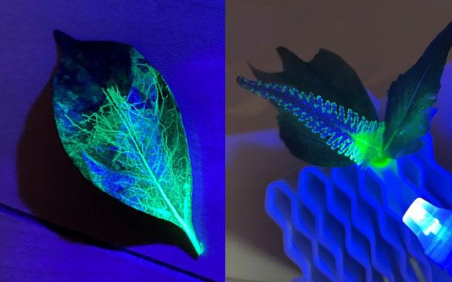 蛍光色素を吸わせて紫外線ライトを当てた葉（参加者提供写真）