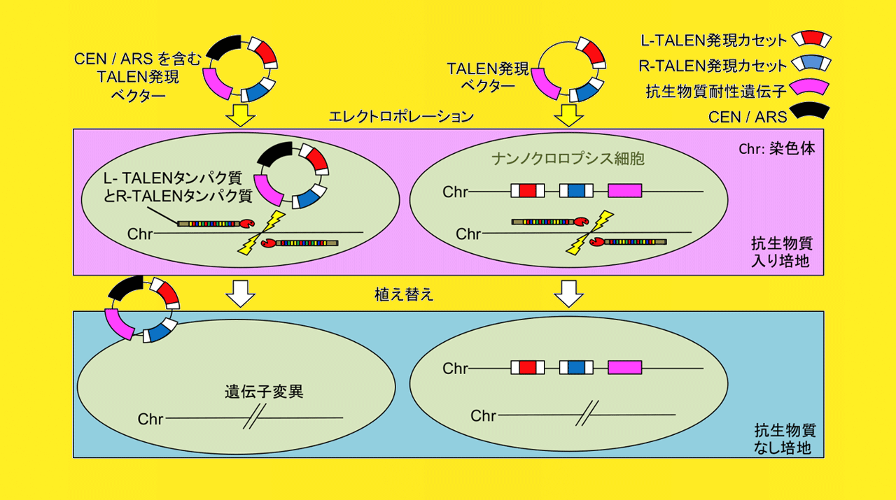 バイオマーカーデータベースGOBIOM+ | Excelra | 伊藤忠テクノ
