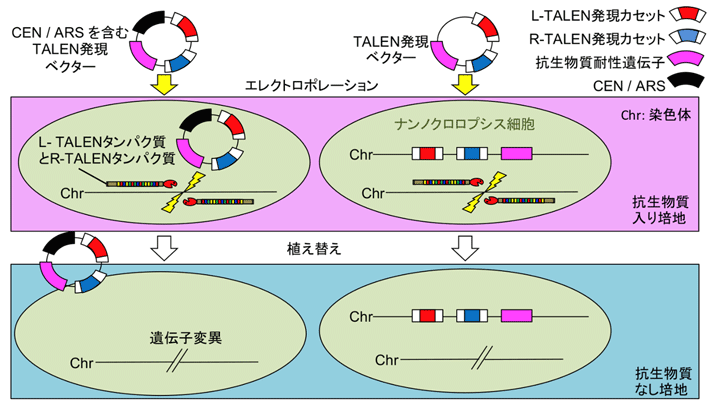 図1 CEN/ARSを含むTALEN発現ベクターによるゲノム編集とその後の脱落 