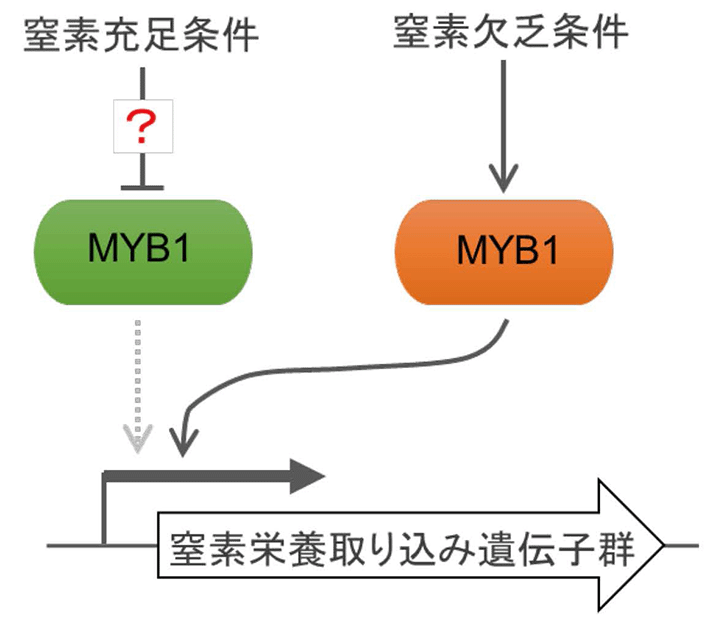 Figure 1 Regulation of transcription factor MYB1 on gene expression under nitrogen deficiency