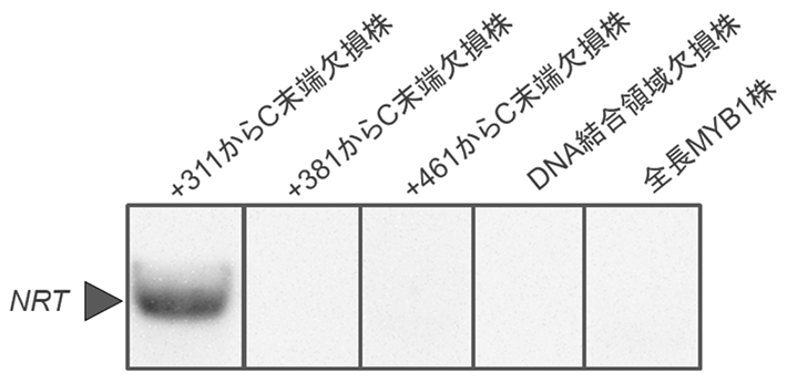 Figure 3 Accumulation of nitrate transporter genes (NRT) as a cluster of nitrate uptake genes in each strain