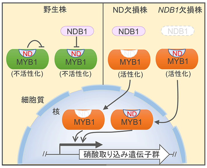 Figure 4 Schizon elucidated the mechanism of inhibition of MYB1 function under nitrogen-sufficiency conditions