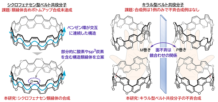 図1 ベルト型芳香族炭化水素である「シクロフェナセン（類縁体）」と「キラル型ベルト共役分子」 