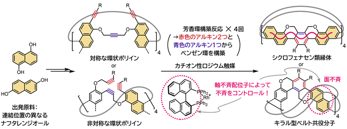 図2 シクロフェナセン類縁体とキラル型ベルト共役分子の合成戦略 