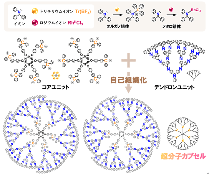 図1. コアユニットとデンドロンユニットの混合による超分子カプセルの合成。デンドロンユニットに導入されたイミンは、トリチリウムイオンやロジウムイオンと配位結合し、オルガノ錯体やメタロ錯体を形成する。このうち、超分子カプセルの合成にはトリチリウムイオンとイミンから成るオルガノ錯体を利用している。