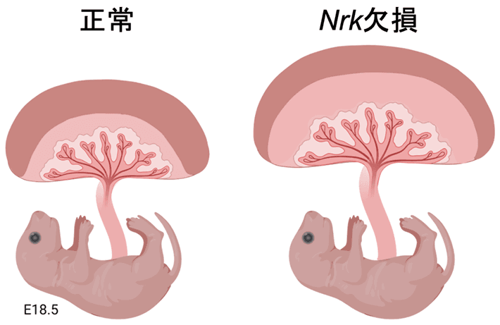 図1 正常なマウスとNrk欠損マウスの胎盤と胎仔 Nrk欠損マウスでは、胎盤が通常の約2倍の重量となり、分娩も困難となる。NRKが胎盤の過形成を抑制する働きをもつことがわかる。