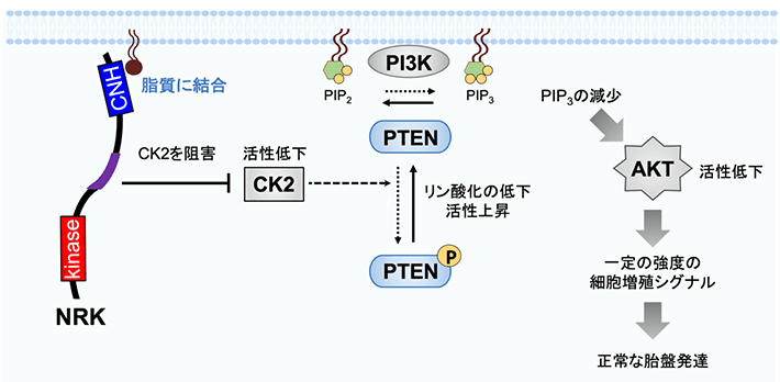図2 NRKが細胞増殖シグナルを抑制する分子機構 NRKはCNHドメインを介して細胞膜の脂質に結合し、CIRを介してその付近のCK2を阻害する。すると、CK2がPTENというタンパク質をリン酸化できなくなり、PTENの活性が上昇する。PTENはホスファチジルイノシトール三リン酸（PIP3）という細胞膜に含まれる脂質を脱リン酸化する。 こうしてPIP3が減少するとAKTの活性が低下し、細胞増殖シグナルが一定の強度に保たれ、胎盤の過形成が防がれる。