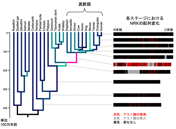 図3 真獣類の祖先におけるNrk遺伝子の大規模な分子進化 脊椎動物の進化系統樹（左）とその各ステージにおけるNRKの配列変化（右）。真獣類の祖先の時期を、系統樹上でピンクで示している。その時期に、NRKの配列に多数のアミノ酸置換／挿入が起きていたことがわかる。