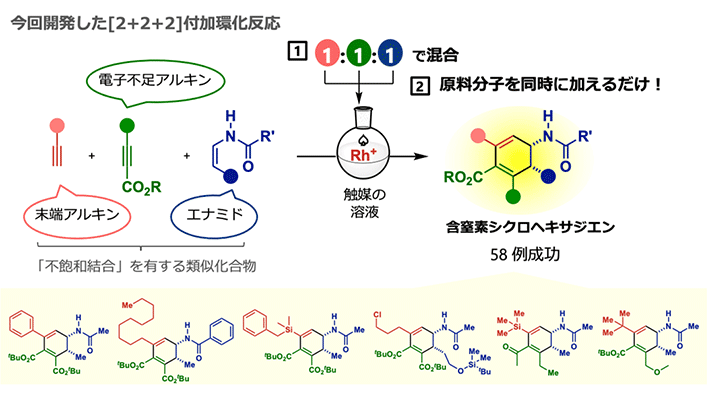 図2 本研究で開発した[2+2+2]付加環化反応 異なる3種の分子を1:1:1で同時に混ぜるだけで含窒素シクロヘキサジエンが得られる。