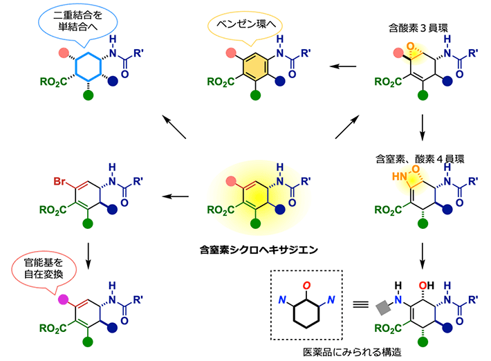 図3 含窒素シクロヘキサジエンの変換 