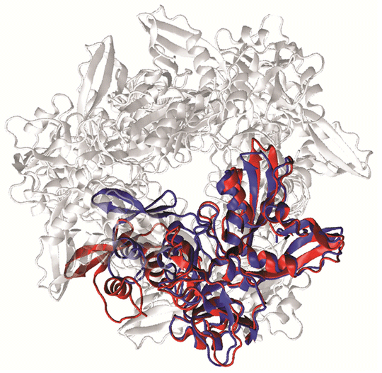 図1 Nsp15の6量体と単量体の立体構造比較 単量体のみで存在しているときのNsp15の構造（赤）を、6量体中での単量体の構造（青）に重ね合わせてみると、構造が異なることが見てとれる。