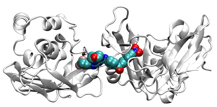 図2 Nsp15単量体に結合した化合物の立体構造 Nsp15（白）に結合した化合物（空間充填モデル）。Nsp15に化合物が入り込み、6量体化を阻害する。