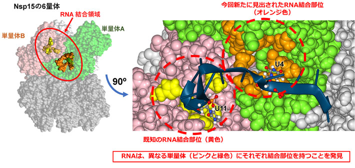 図3 Nsp15の6量体上にある2種類の結合部位（左）とNsp15の6量体と結合したRNA鎖（右） 左：6量体上には結合部位（オレンジ, 新規に発見）は単量体（緑）上にあり、既知結合部位（黄）は別の単量体（ピンク）上にある。右：RNA鎖（濃青）は2つの部位（U4およびU11）でNsp15の6量体と結合すると予想された。