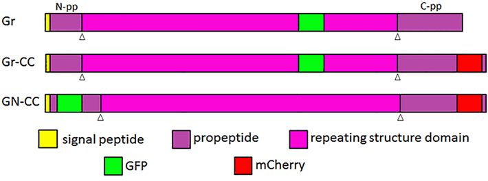 図1 開発した可視化I型プロコラーゲンの模式図