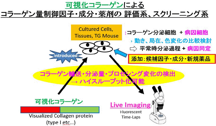 図3 可視化I型コラーゲンによる薬剤・成分評価系およびスクリーニング系の模式図