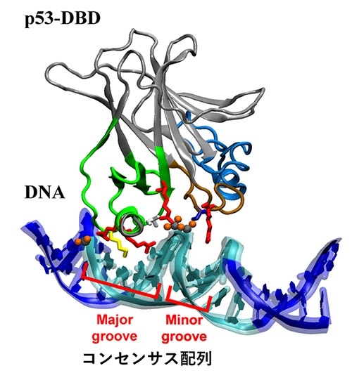 図1 p53-DBDとDNAの結合構造。 p53-DBDはコンセンサス配列（水色の部位）にあるMajor grooveとMinor grooveでDNAを認識している。コンセンサス配列の認識に重要なアミノ酸（赤、黄）も示した。