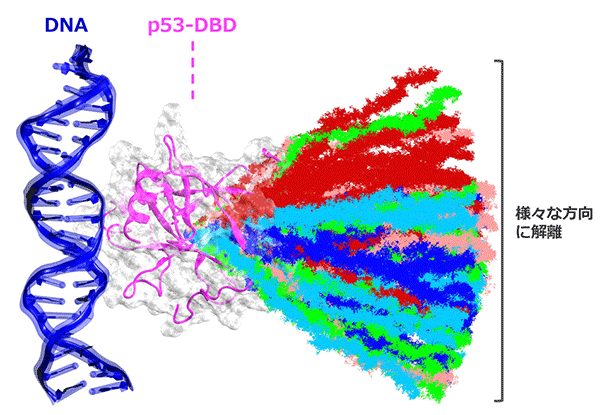 図2 シミュレーションによって明らかとなった、p53-DBDのDNAからの解離経路。 P53-DBDの重心位置の移動過程を可視化したところ、様々な方向に解離していることがわかった。解離経路の色の違いは解離前の複合体構造の違いを表している。