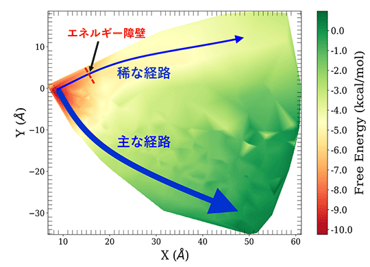 図3 p53-DBDの解離に伴う結合自由エネルギー変化。 主な経路ではエネルギー変化は急激だがエネルギー障壁がなく解離が起こりやすい。稀な経路では解離に伴う大きなエネルギー障壁があり、解離が起こりにくい。