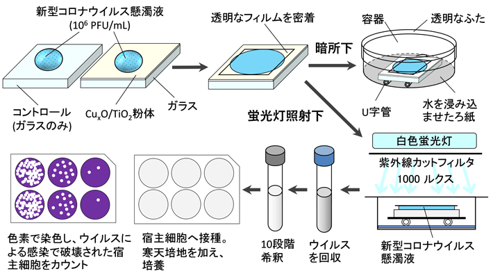 図2 抗ウイルス性能評価方法の模式図（JIS R 1756, ISO 21702を参考にして評価した） 