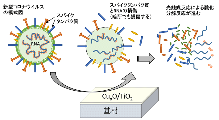 図7. CuxO/TiO2の抗ウイルス機構