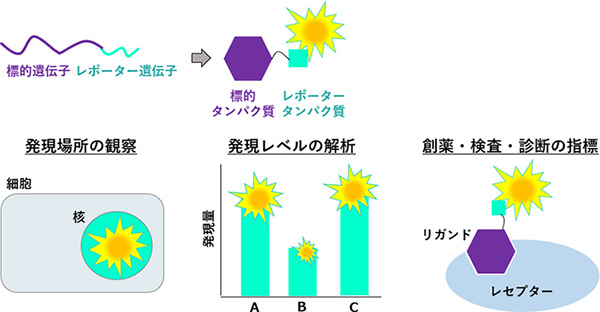 図1 レポータータンパク質とは？ 標的遺伝子とレポーター遺伝子を繋げて発現させることで、標的タンパク質にレポータータンパク質を融合させる（上図）。レポータータンパク質から発せられる光等のシグナルにより、標的タンパク質の挙動・発現レベルを解析できる（下図）。