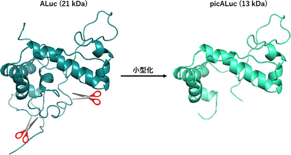 図3 picALuc®の作製。ALuc®を小型化することによりpicALuc®を作製した。 