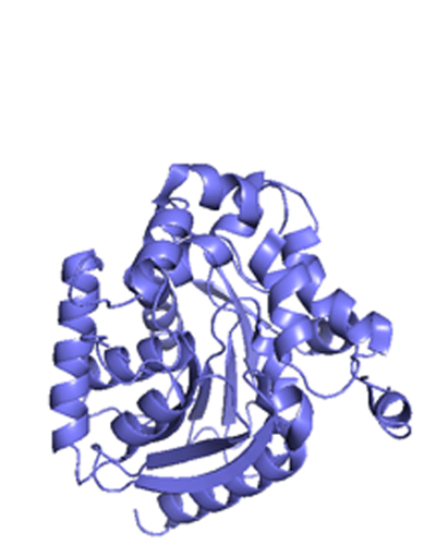 ウミシイタケ由来発光酵素RLuc（36 kDa）
