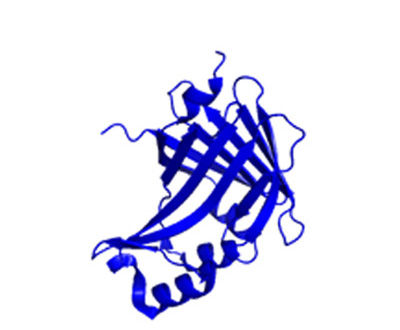 深海エビ由来発光酵素NanoLuc®（19 kDa）