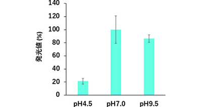 図7 pHに対するpicALuc®の発光値の変化。塩基性条件におけるpicALuc®の安定性は高い。 
