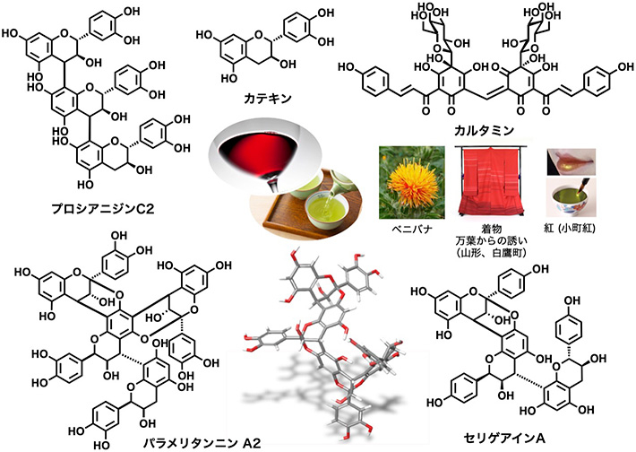 化学合成に成功した天然ポリフェノール