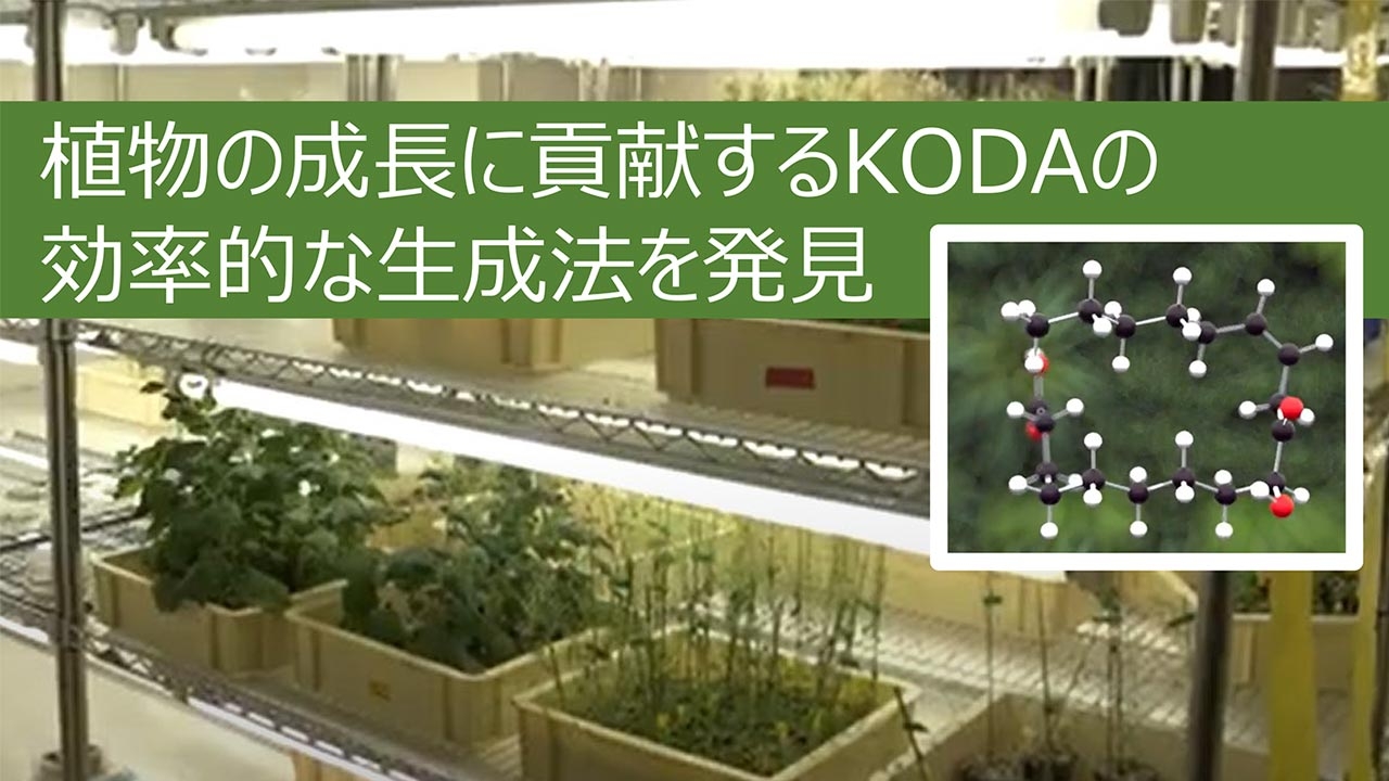動画で見る東工大研究「植物の成長に貢献する『KODA』の効率的な生成法を発見」