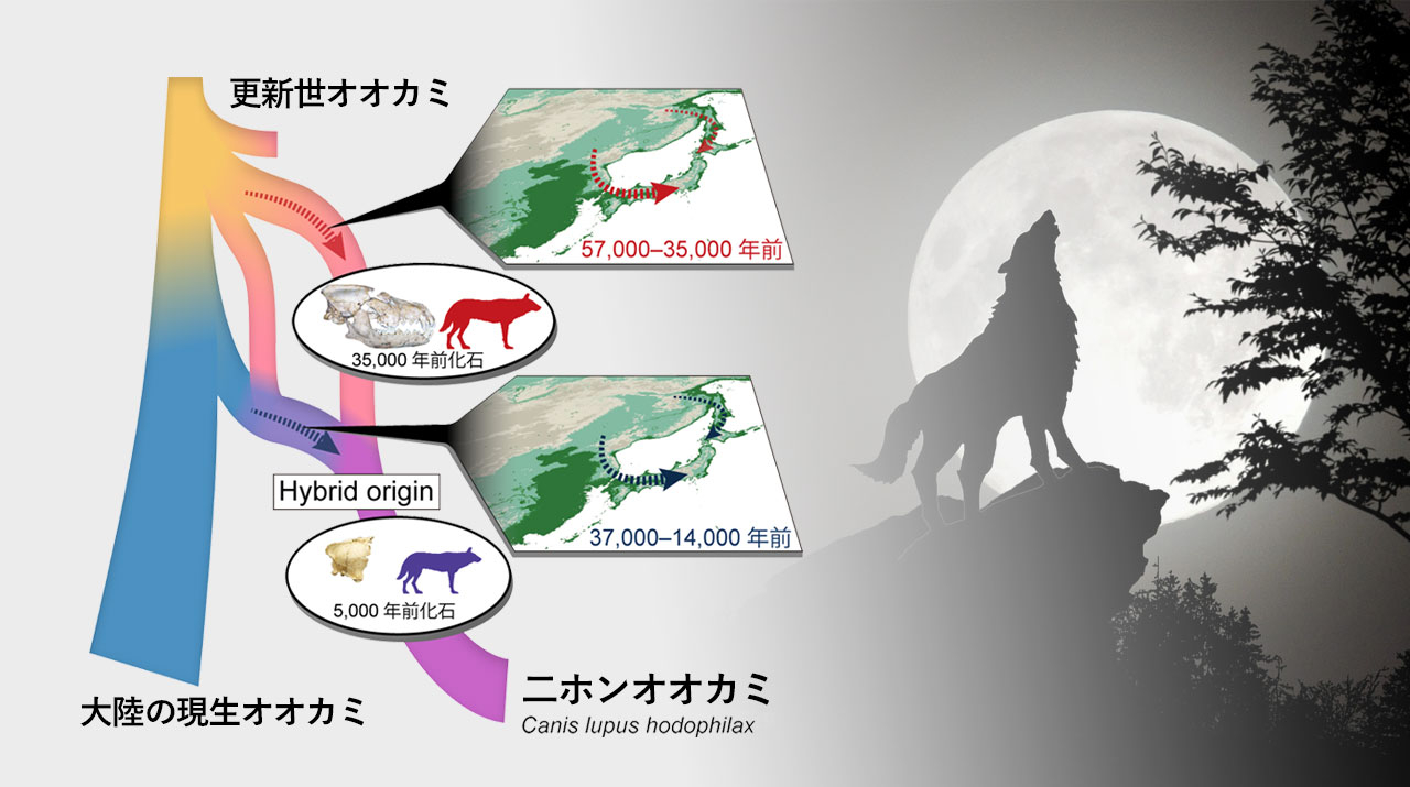ニホンオオカミの起源を解明