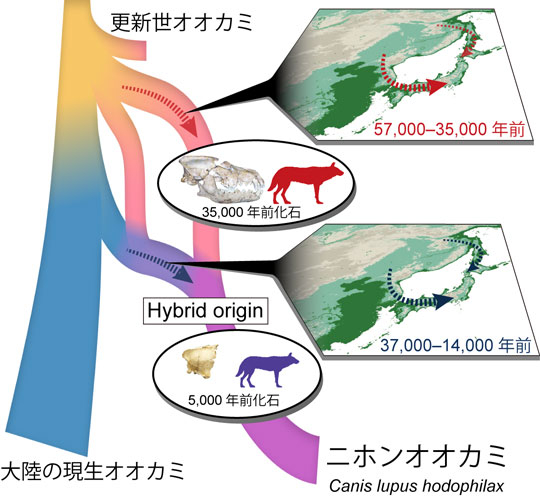 図1 研究成果の概要図 