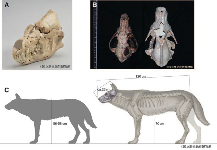 図2 本研究で分析した本州に生息していた更新世オオカミとニホンオオカミ （A）今回分析した栃木県産の更新世オオカミの頭骨（B）神奈川県で捕獲された標準的なニホンオオカミの標本（Canis lupus hodophilax）（左）と更新世オオカミ（右）との頭骨サイズの比較（C）ニホンオオカミ（左）と更新世オオカミ（右）の体格の差異