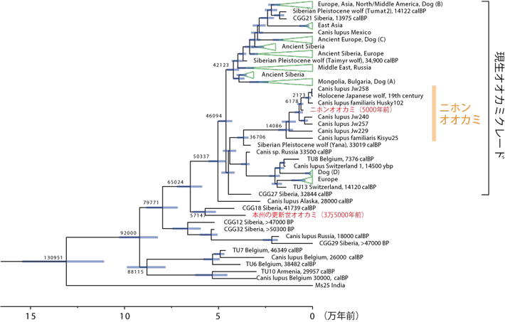 図3 ミトコンドリアDNA解析に基づくハイイロオオカミの系統関係と分岐年代推定 系統樹上の数値は推定分岐年代の中央値。本研究で用いた2個体を赤字で示す。5000年前のニホンオオカミは既知のニホンオオカミグループに含まれ、3万5000年前の更新世オオカミは現生オオカミのグループよりも古くに分岐したことが示された。