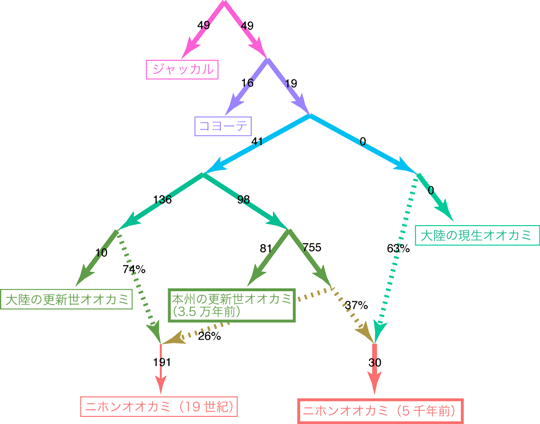 図4 核ゲノムデータに基づく更新世オオカミ集団と大陸の現生オオカミ集団の関係と交雑の歴史 3万5000年前の日本の更新世オオカミの集団と大陸のオオカミに由来する集団の交雑により、ニホンオオカミが成立した。