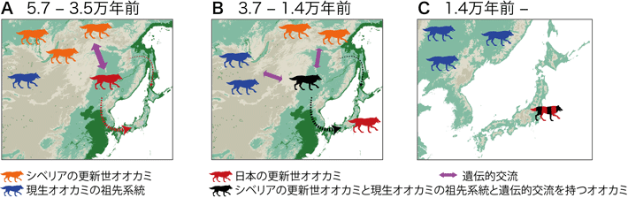 図5 本研究結果から推定されたニホンオオカミの起源 （A）日本の更新世オオカミは5万7000年前～3万5000年前の間に日本列島に移動した。（B）シベリアの更新世オオカミと現生オオカミの祖先系統と遺伝的交流を持つオオカミが、約3万7000年前～1万4000年前の間に日本列島に移動した。（C）交雑の結果、複数のオオカミ系統のゲノムを持つニホンオオカミが成立した。最終氷期以降、日本列島のオオカミは大陸のオオカミから地理的に完全に隔離され、本州・四国・九州で生存していたが、1900年代初頭に絶滅した。 色の異なるオオカミは異なる集団を示す。破線の矢印は、北または南からの移動経路の可能性を示している。表示されている日本地図は、最終氷期最盛期の海や海岸線の地形を反映している。地図の緑の部分は大陸氷塊の蓄積により海面が120 m低下した場合の陸域を示している。