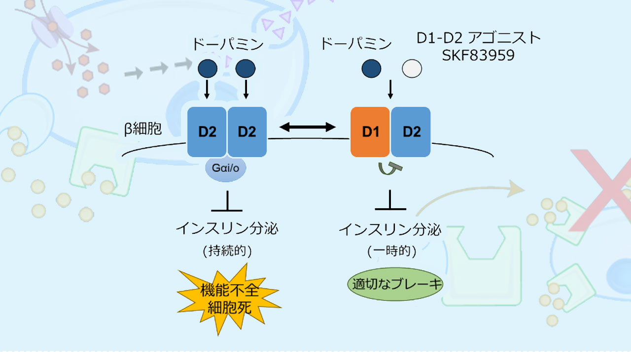 異種のドーパミン受容体が結合したD1-D2ヘテロ多量体の活性化によってインスリン分泌が調節される