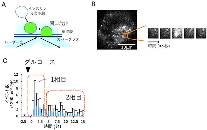 図1 全反射照明蛍光顕微鏡（TIRFM）によるインスリン分泌顆粒の開口放出の観察 A. TIRFMによる観察の仕組み。緑色に明るく発光する蛍光タンパク質「Venus」を使い、Venusとインスリンとの融合タンパク質を膵臓β細胞に強制発現させた上で、TIRFMで観察する。これにより細胞膜近傍100 nm以内の範囲での蛍光確認が可能となり、細胞膜近傍でインスリン顆粒の開口放出が起きた際に可視化される。 B. 膵臓β細胞のTIRFM画像。右の小さな画像は、橙色の囲み内の0.5秒ごとの連続画像を拡大したもの。分泌顆粒が開口放出される際のｐＨ変化に応じたVenusが明るい蛍光を発することによって、インスリンが分泌されたことがわかる。開口放出のイベント数については、数値計算ソフトMatlab（Mathworks）上で検出するプログラムを作成して、計測を行った。 C. マウス膵臓β細胞におけるグルコース応答性インスリン分泌を、TIRFMを用いて計測し、解析を行った結果。
